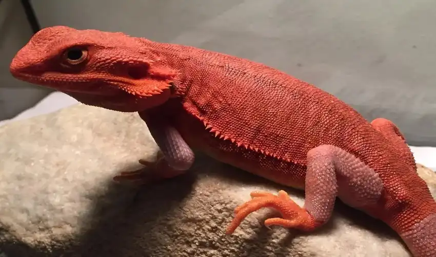 9 Ways to Connect with the Red Bearded Dragon