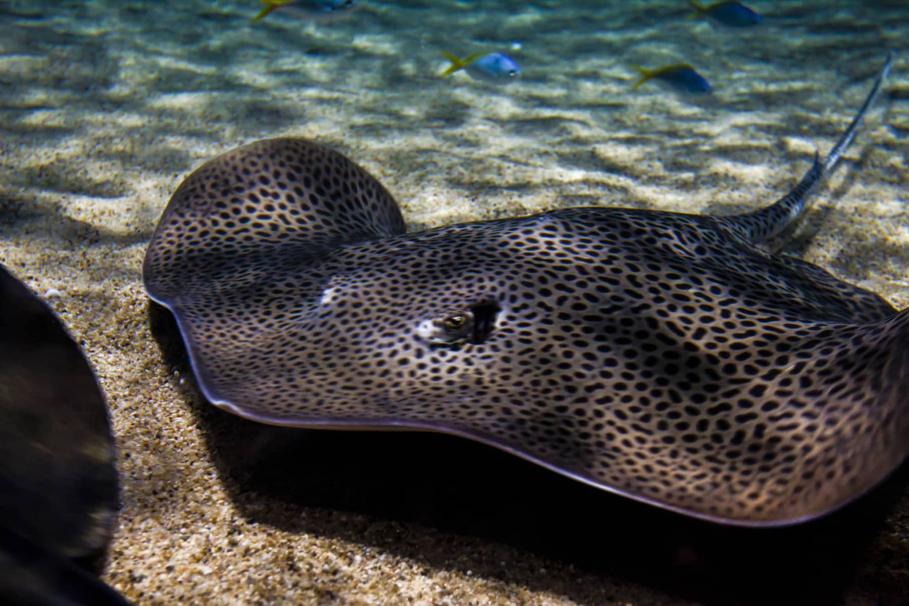 How to Maintain Water Quality for Freshwater Stingrays