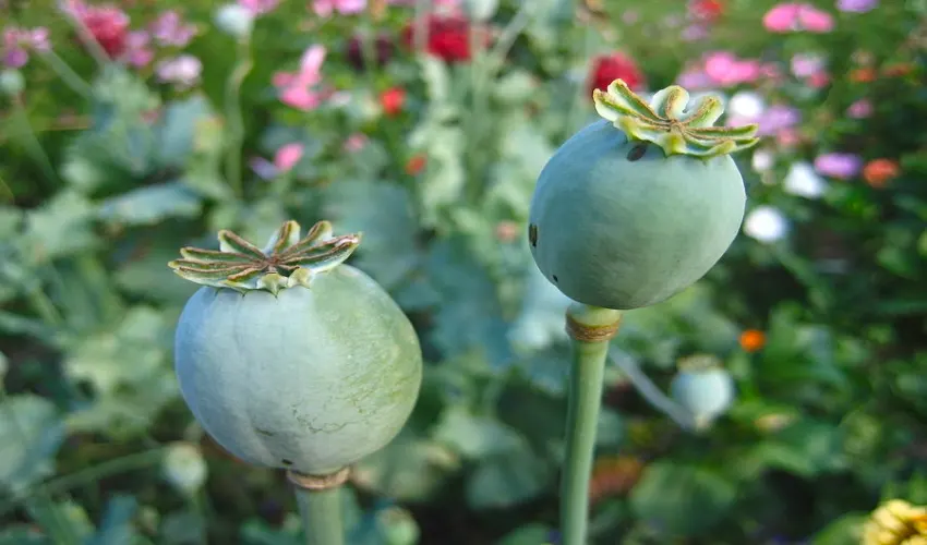 How Long Do Poppy Pods Last After Harvesting