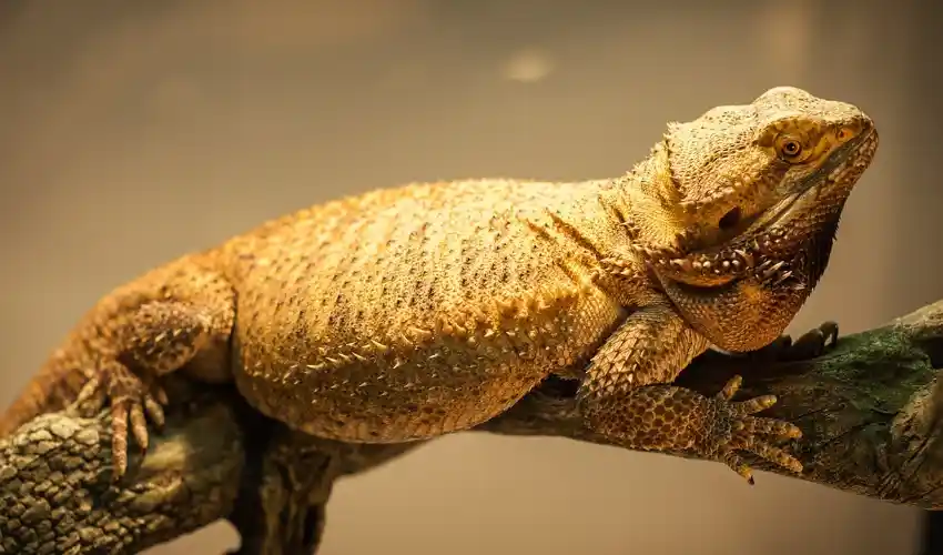 How do I know if my giant bearded dragon is sick