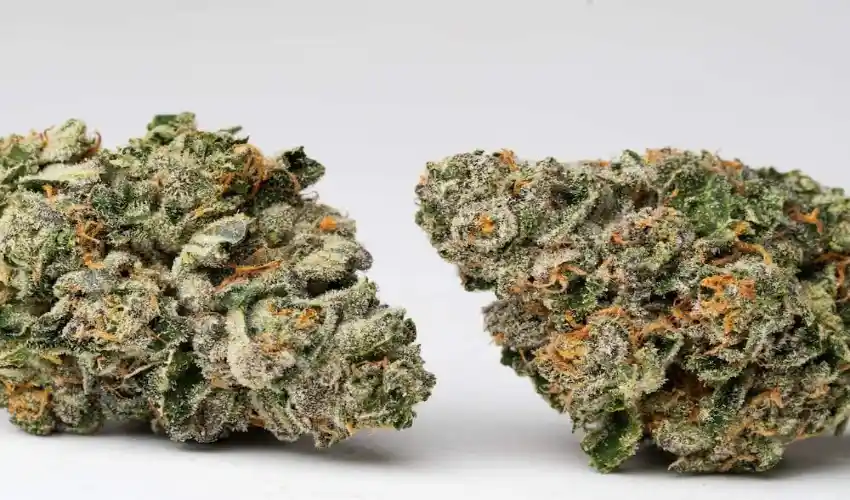 Discover the Unique Flavor Profile of Runtz Strain